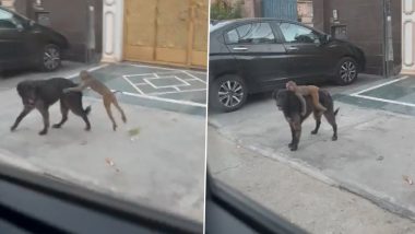 ऐसी दोस्ती देखी है कहीं? कुत्ते की पीठ पर सवार होकर जब बंदर ने लिया सैर का मजा, देखें मजेदार Viral Video