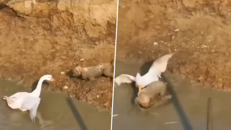 नन्हे डॉगी ने दिखाया बत्तख को टशन, Viral Video में देखें कैसे चोंच मारकर उसने कुत्ते की सिखाया सबक
