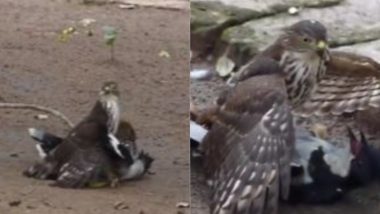 बाज ने किया कोयल पर अटैक, Viral Video में देखें कैसे शिकारी ने पक्षी को उतारा मौत के घाट