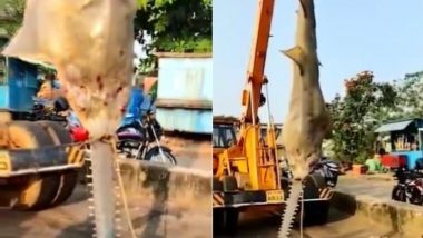 Sawfish Viral Video: मछुआरों के जाल में फंसी 250 किलो वजनी सॉफिश, दुर्लभ कारपेंटर शार्क का वीडियो हुआ वायरल