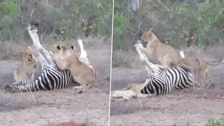 Viral Video: मरे हुए जेब्रा के साथ खेलते नजर आए नन्हे शेर, वायरल हो रहे वीडियो को देख हैरान हो जाएंगे आप