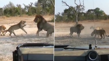 जब छिड़ी शेर और शेरनी के बीच खूनी जंग, Viral Video में देखिए इस लड़ाई में कौन पड़ा किस पर भारी