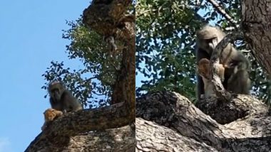 Monkey Viral Video: बंदर ने लिया शेरनी से पंगा, उसके बच्चे को उठाकर भागा पेड़ पर और फिर...
