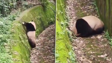 Viral Video: गुलाटी मारकर मस्ती करते पांडा का मनमोहक वीडियो हुआ वायरल, उसकी क्यूटनेस पर फिदा हुए लोग