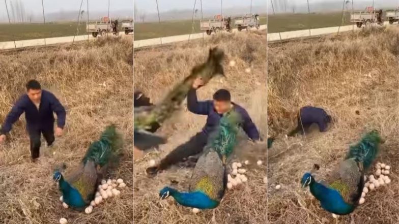 Viral Video: मोरनी के अंडों को चुराने लगा शख्स, तभी हवा में उछलकर मोर ने सिखाया ऐसा सबक कि जिंदगी भर रहेगा याद