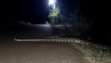 Viral Video: रात के अंधेरे में सड़क पार करता दिखा विशालकाय सांप, हैरान करने वाला वीडियो हुआ वायरल