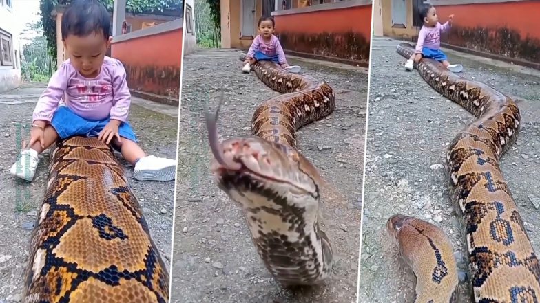 Shocking Video: विशालकाय सांप के ऊपर बैठकर खेलते बच्चे का वीडियो हुआ वायरल, नजारा देख दंग रह जाएंगे आप