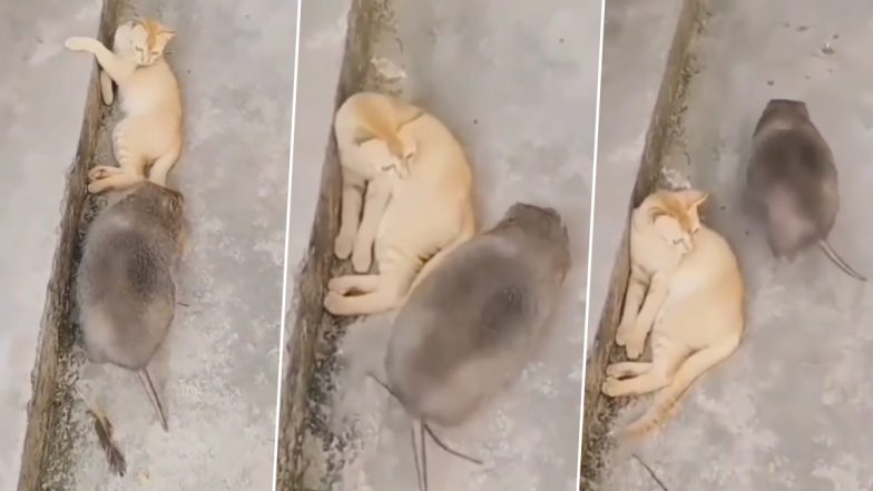 Viral Video: विशालकाय चूहे को सामने देखकर बिल्ली मौसी का डर के मारे हुआ बुरा हाल, वायरल वीडियो देख चौंक जाएंगे आप