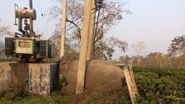 Assam: बुरापहाड़ टी एस्टेट क्षेत्र में हाई वोल्टेज करंट की चपेट में आने से हाथी की मौत