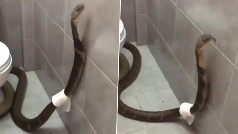टॉयलेट में कमोड के पास घूमते विशालकाय सांप को देख उड़े घरवालों के होश, Viral Video देख आप भी रह जाएंगे दंग