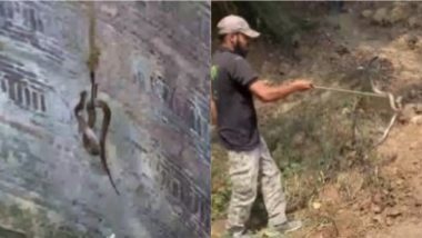 कुएं में फंसे किंग कोबरा के लिए मसीहा बना शख्स, खुद को जोखिम में डालकर ऐसे बचाई नागराज की जान (Watch Viral Video)