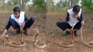 फन फैलाकर बैठे थे तीन खतरनाक कोबरा, सामने बैठकर उनसे खिलवाड़ करने लगा शख्स, फिर जो हुआ... (Watch Viral Video)