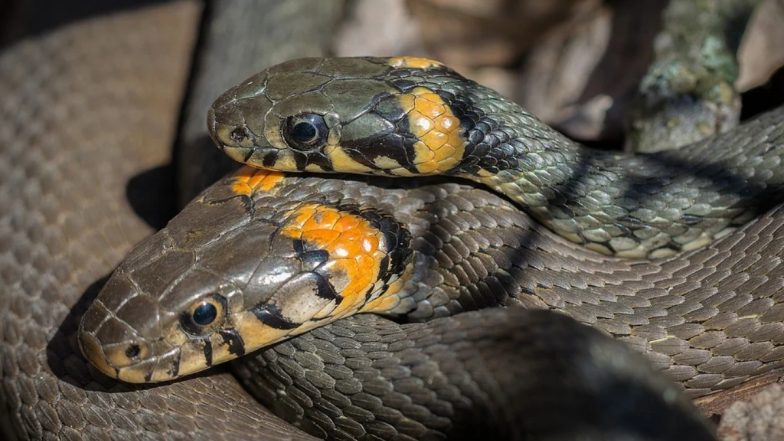 What do instantly at the time of Snake Bite: सांप काटने के तुरंत बाद करें ये काम, बच जाएगी जान