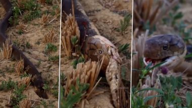 जब दो सांप बन बैठे एक-दूसरे के जानी दुश्मन, किंग कोबरा को बिल से निकाल कर जिंदा ही निगलने लगे नागराज (Watch Viral Video)