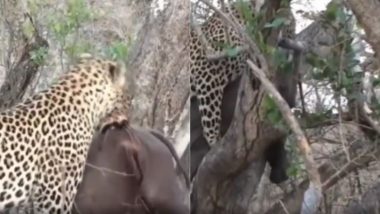 Viral Video: गैंडे का काम तमाम करने के बाद अपने शिकार को लेकर पेड़ पर चढ़ा तेंदुआ, वायरल वीडियो देख दंग रह जाएंगे आप