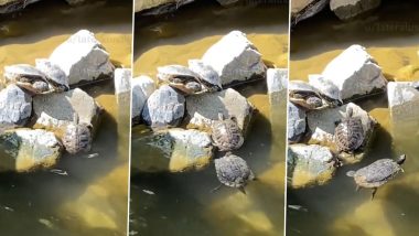 Turtle Viral Video: जब काफी कोशिशों के बाद भी पत्थर पर नहीं चढ़ सका नन्हा कछुआ, तो दोस्त ने ऐसे की उसकी मदद