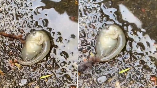 Mysterious Alien Creature: शख्स ने शेयर की अजीब रहस्यमय जीव की क्लिप, वायरल वीडियो ने नेटिज़न्स हैरान