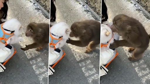 Monkey Falls in Love: बंदर को पहली नजर में बिल्ली से हो गया प्यार, किया Kiss, देखें वीडियो