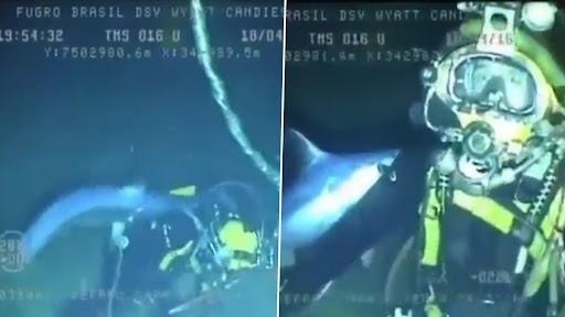 Swordfish Attacking Diver: स्वोर्डफ़िश द्वारा गोताखोर पर अटैक वाला पुराना क्लिप वायरल, वीडियो देख दहल जाएगा दिल