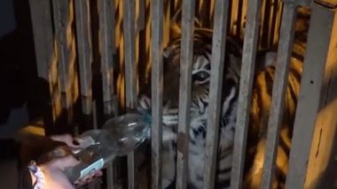 रूसी आक्रमण से बचाने के लिए युक्रेन के चिड़ियाघर से निकाले गए शेर, बाघ और काराकल, पहुंचे पोलैंड (VIDEO)