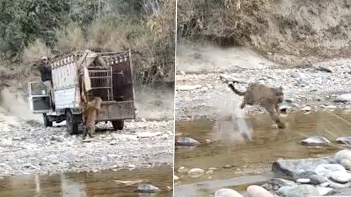 Viral Video: मेरठ से रेस्क्यू किए गए तेंदुए को शिवालिक के जंगलों में छोड़ा गया, देखें वीडियो