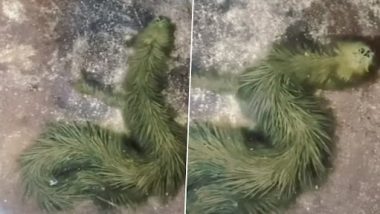 Viral Video: थाईलैंड में मिला दुर्लभ हरे रंग के फर वाला सांप, वीडियो देख चकरा जाएगा दिमाग