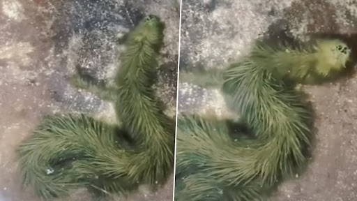 Viral Video: थाईलैंड में मिला दुर्लभ हरे रंग के फर वाला सांप, वीडियो देख चकरा जाएगा दिमाग