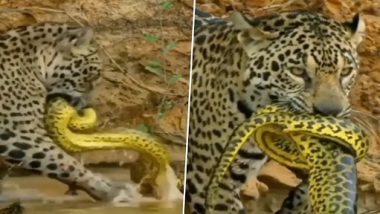 Jaguar Attack on Python: पानी पीते वक्त जैगुआर को दिखा अजगर, उसके बाद जो हुआ...देखें वीडियो