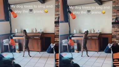 Dog Playing Piano: प्रोफेशनल की तरह गाना और पियानो बजाता है ये डॉग, क्यूट वीडियो हुआ वायरल