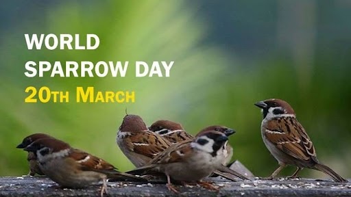 World Sparrow Day 2022: आज है विश्व गौरैया दिवस, इन पक्षियों की घटती जनसंख्या हुई चिंताजनक