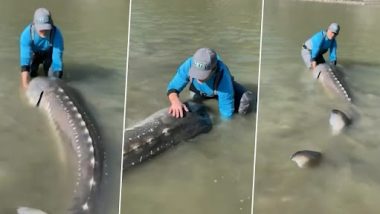 'Living Dinosaur' For Real? ब्रिटिश कोलंबिया में मछुआरे ने पकड़ा विशाल 10 फुट लंबा दुर्लभ जीव, देखें वीडियो