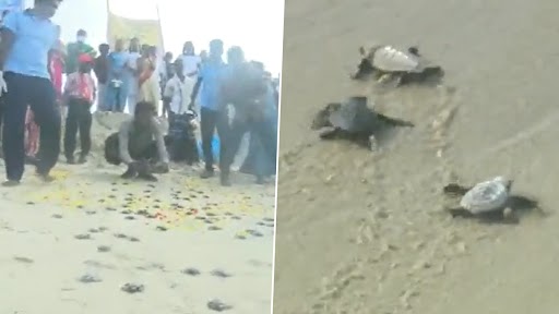 Video: तमिलनाडु वन विभाग ने हैचरी में सुरक्षित रखे गए 150 बेबी कछुओं को रामेश्वरम समुद्र तट पर छोड़ा, देखें वीडियो