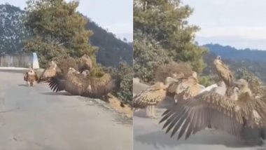 अचानक एक जगह पर इकट्ठा हुए कई गिद्ध, पक्षियों की आपात बैठक का वीडियो हुआ वायरल (Watch Viral Video)