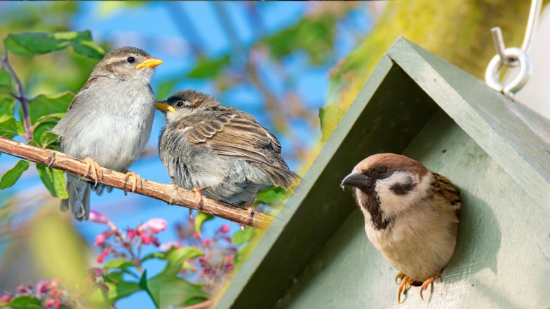 World Sparrow Day: रंग लाई कानपुर के युवाओं की मेहनत, लकड़ी के बनाए घोंसले, शहर में बढ़ गए 70 से 80 हजार गौरैया