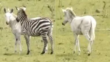 Rare Zebra: सफेद रंग के दुर्लभ जेब्रा ने खींचा लोगों का ध्यान, सेरेंगटी नेशनल पार्क से वायरल हुआ वीडियो