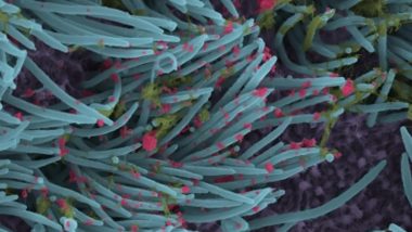 आईआईएससी का दावा, दमे की दवा कोरोना वायरस के स्पाइक प्रोटीन को रोकने में सक्षम