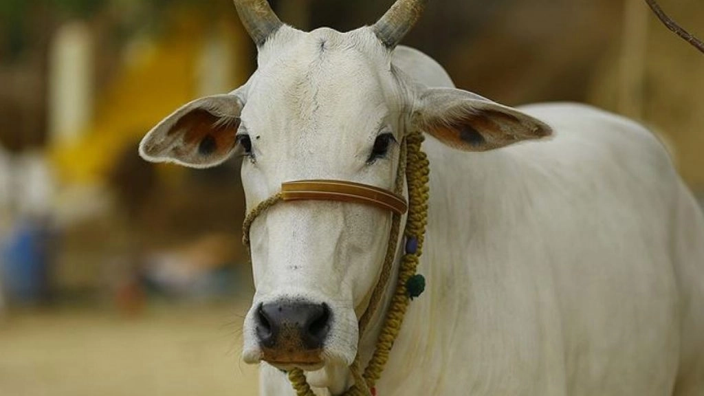 पश्चिम बंगाल में वाहन पलटने से पांच गायों की मौत