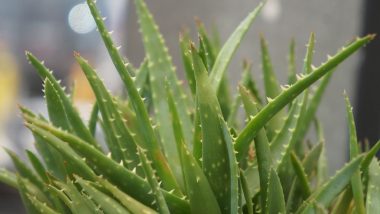 Aloe vera Benefits 2022: एलोवेरा एक उपचार अनेक! जानें सेहत से लेकर सौंदर्य तक के लिए यह कितना लाभकारी हो सकता है?
