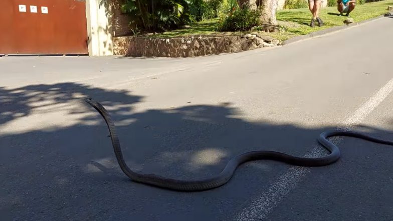 Black Mamba Snake: बीच रोड़ पर फन फैलाए दिखा विशालकाय सांप, वायरल वीडियो में देखें कैसे नागराज ने सड़क को किया पार