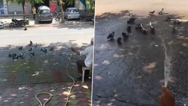 झुलसा देने वाली गर्मी में कबूतरों पर शख्स ने की पानी की बौछार, Viral Video में देखें कैसे मजे से नहाने लगे पक्षी