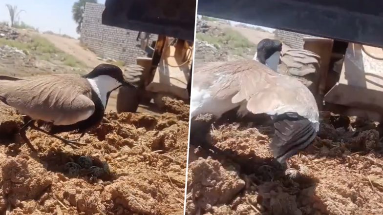 अपने अंडों की रक्षा करने के लिए जेसीबी से भिड़ गई चिड़िया, Viral Video देख आप भी करना चाहेंगे मां की ममता को सलाम