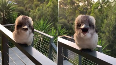 इंसानों की तरह हंसने वाली इस चिड़िया ने खींचा लोगों का ध्यान, Viral Video देख हैरान हो जाएंगे आप