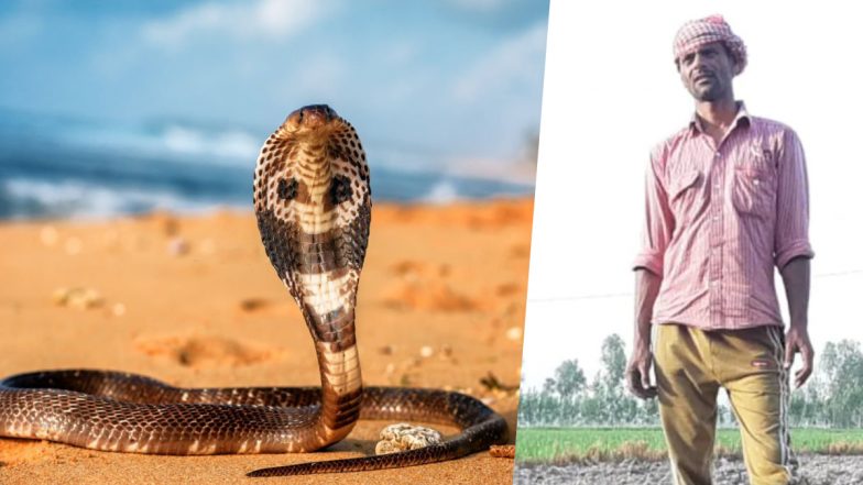 नागिन का बदला! नाग मारने वाले शख्स को सात महीने में 7 बार डंसा, अब डर के साये में जीने को हुआ मजबूर