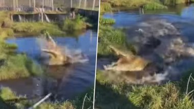 पानी में डंडा मार रहा था शख्स, उसकी हरकत पर शिकारी मगरमच्छ को आया गुस्सा और फिर... (Watch Viral Video)
