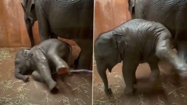 Viral Video: चिलचिलाती गर्मी से मिली राहत तो खुशी से झूमने लगा नन्हा हाथी, मजेदार वीडियो देख बन जाएगा आपका दिन