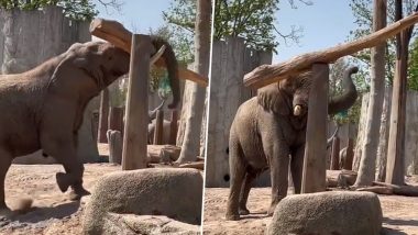 पेड़ के भारी-भरकम तने को उठाकर हाथी ने किया ऐसा काम, Viral Video देख गजराज की समझदारी के कायल हो जाएंगे आप