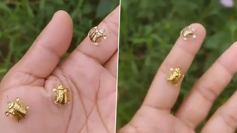 Golden Turtle Viral Video: क्या आपने कभी देखे हैं गोल्डन कछुए, वायरल हो रहे वीडियो को देख उड़ जाएंगे होश