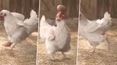 OMG! अपने अंडे से जब फुटबॉल खेलने लगी मुर्गी, उसके अंदाज को देख छूट जाएंगे अच्छे-अच्छे फुटबॉलर्स के पसीने