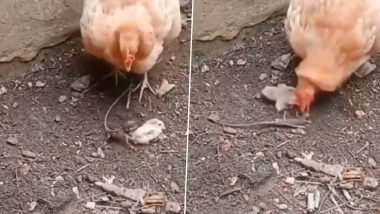 नन्हे चूजों को परेशान करके बुरा फंसा गिरगिट, मुर्गी ने सिखाया ऐसा सबक कि रहेगा जिंदगी भर याद (Watch Viral Video)
