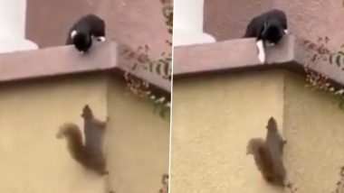 छत पर चढ़ते समय बिल्ली मौसी ने रोका गिलहरी का रास्ता, दोनों के बीच शुरु हो गई कैट फाइट (Watch Viral Video)